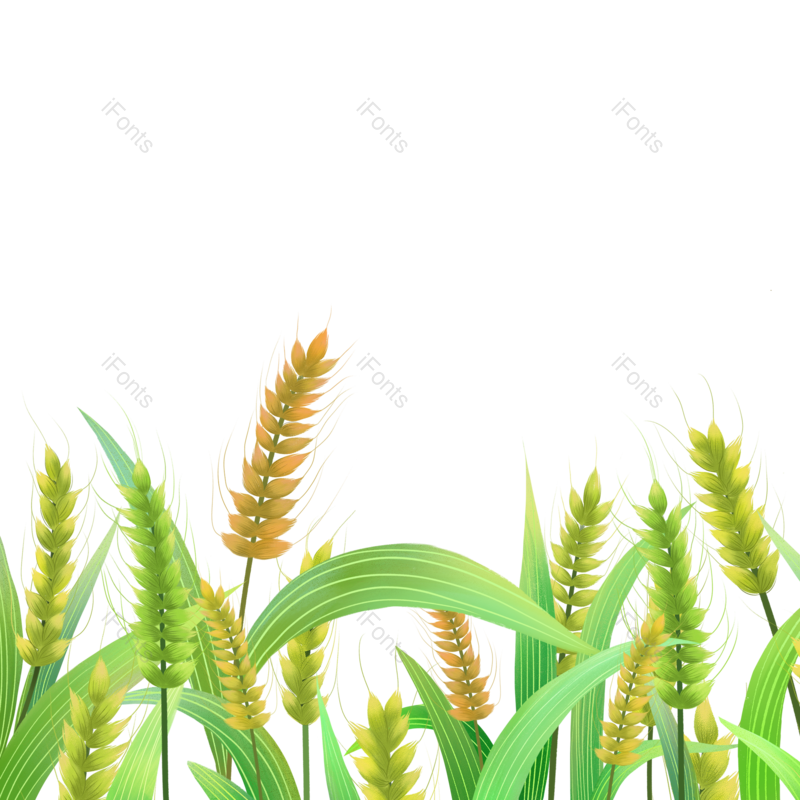 芒种图片,小满元素,夏天PNG,麦田免抠素材